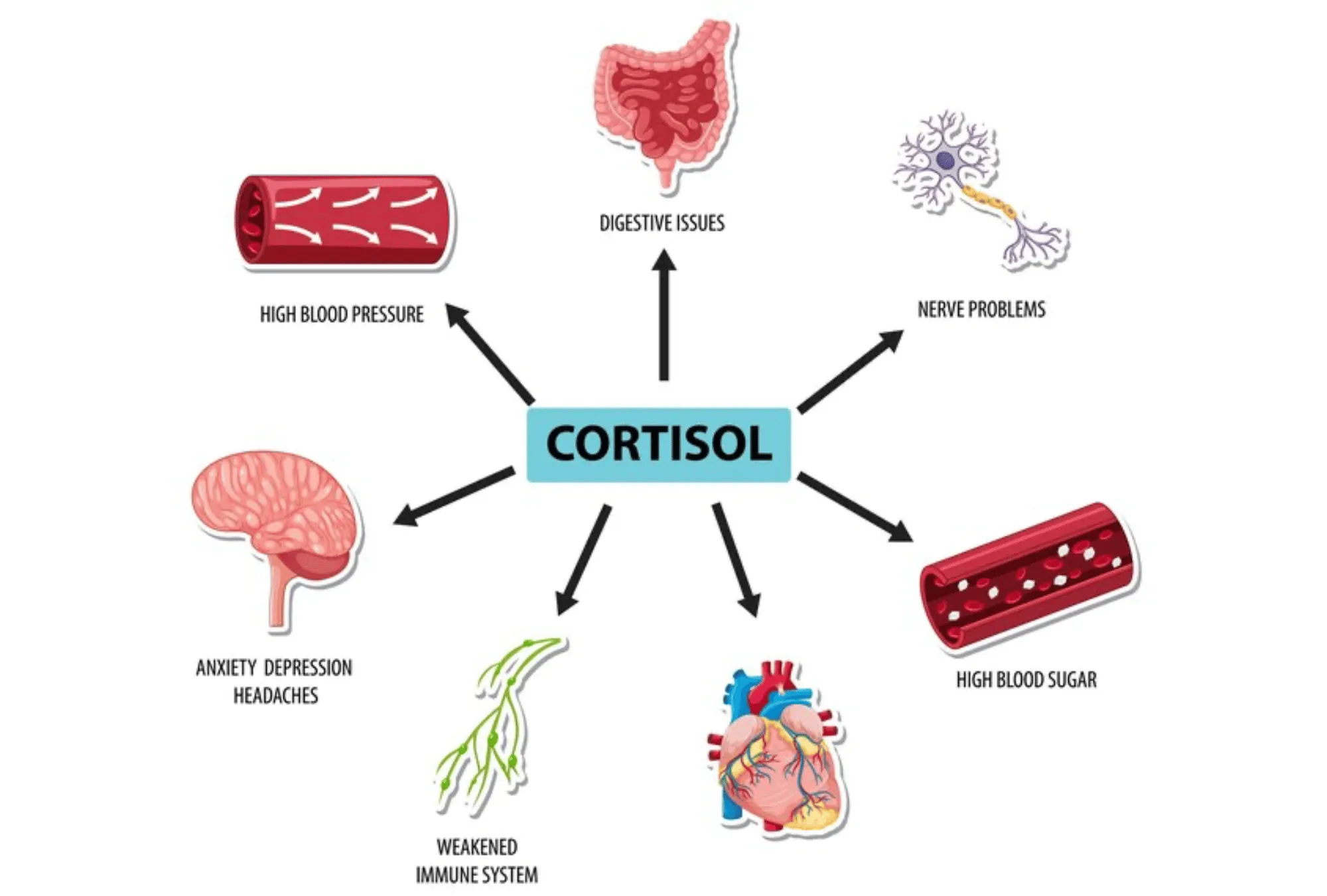 Diagram showing cortisol linked to digestive issues, anxiety, high blood sugar, and immunity
