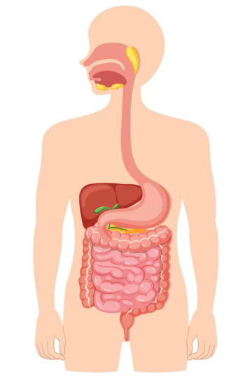 DBAD Gut Microbiome Test of Digestion