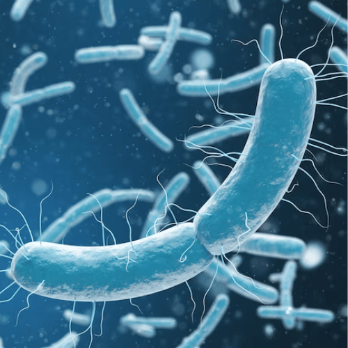 DBAD Gut Microbiome