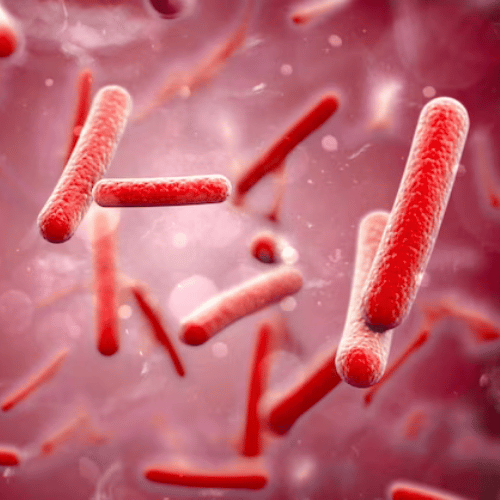 DBAD Gut Microbiome